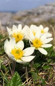 Mountain Aven Guest House - 利敦瓦纳