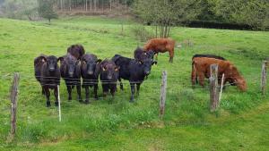 gite cocoon neuf proche GERARDMER