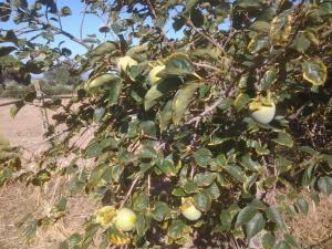 Casa Corofulu Oliena - IUN P2139 img24