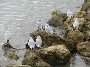 Appartements Appartement Calme Proche Plage avec Terrasse Sud, Parking Securise et Equipements Complets - FR-1-306-909 : photos des chambres