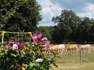 Maison de charme avec piscine et grand jardin, près dAncenis - idéal pour familles et balades - FR-1-306-1151