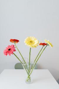 Damatti Appartamento