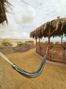flamingo camp