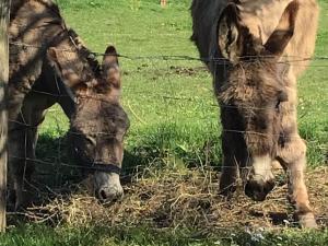 Gîte de charme rénové avec jardin, vélos et activités près de la Sarthe - FR-1-410-191
