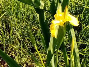 Maison de caractère 12 pers, nature & confort, proche ski, pêche possible - FR-1-589-40