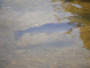Escapade Nature au Parc de Lorraine - Gîte Lumineux pour 2-4 Pers, Activités & Détente - FR-1-585-91