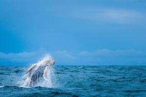 Kura Boutique Hotel Member of the Cayuga Collection