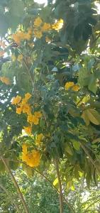 Mook Bamboo Bungalows