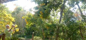 Mook Bamboo Bungalows