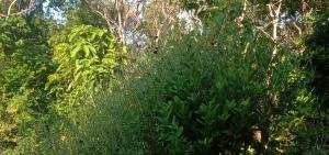 Mook Bamboo Bungalows