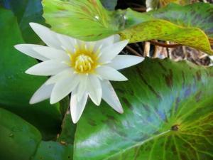 Up The Farm Udon Thani Farm Stay