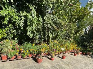 Nepal Bed and Breakfast