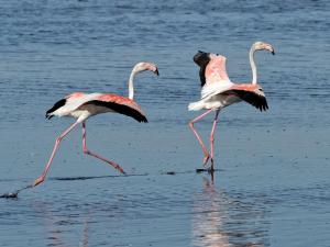 Studio Cabine 4 pers RDC avec Piscines, Terrasse, Proche Mer et Commerces - FR-1-307-36