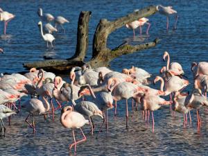 Appartement 2 pièces cabine rénové, RDC, terrasse 25m², piscines, à 400m de la plage, tout confort - FR-1-307-125