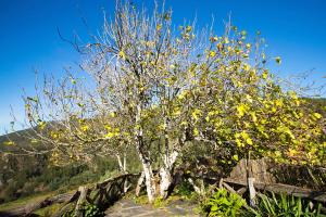 Casa da Figueira - Rio Paiva