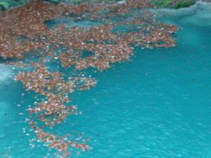 Casa rural Urederra 1 y 2, en Baquedano, donde inicia la ruta del Nacedero del Urederra