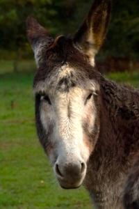 B&B / Chambres d'hotes Les Filolies : photos des chambres