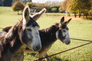 B&B / Chambres d'hotes Les Filolies : photos des chambres