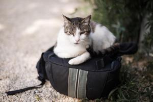 B&B / Chambres d'hotes Les Filolies : photos des chambres