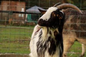 B&B / Chambres d'hotes Les Filolies : photos des chambres