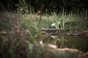 B&B / Chambres d'hotes Les Filolies : photos des chambres