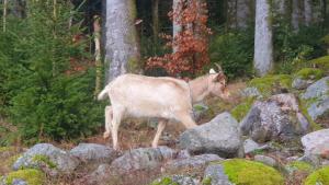 Chalets Chalet Mauselaine : photos des chambres