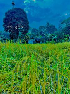 Photo of Oryza wayanad