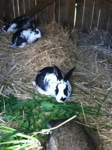 Agriturismo Cuile de Molino img99