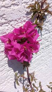 Prekrasan apartman sa kaminom