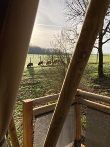 Tentes de luxe Lodge atypique : photos des chambres