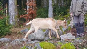 Chalets Chalet Biazot : photos des chambres