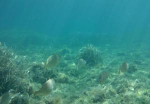 lungomare chess img27