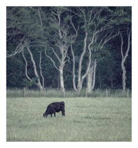 Woodland Retreat in Lytham.