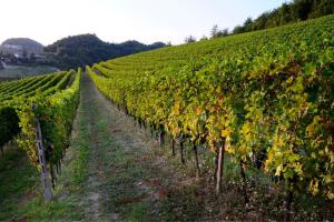 Cascina Olivetta -sleep in winery