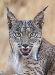 Hotel Ecologico Toral