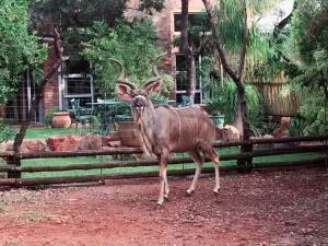 Cielo Petit - Mmukubyane