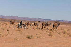Erg Chigaga Daya Camp - Sahara Desert Stay