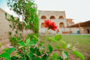 كمبوند قرية تونس