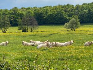 Maisons de vacances Le Petit Chaudenas - Private Pool and Woodland : photos des chambres