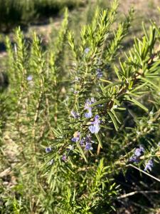 Bio Agriturismo Alba Etrusca di Cortona - Organic Farmhouse- Appartamento Lavanda-Appartamento Rosmarino - vasca idromassaggio esterna da maggio ad ottobre