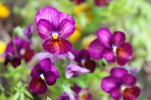 Leitrim Quay - Riverside Cottage 6