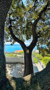 Apartman Milica Vila Roing