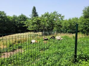 Gîte de France Gite capucine 2 épis - Gîte de France 2 personnes MAE-6564