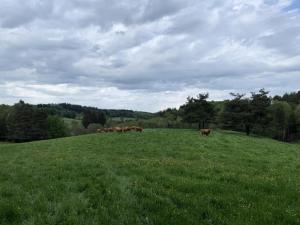 Appartements Gite de France a Saint-Exupery-les-Roches 3 epis - Gite de France 6 personnes MAE-9064 : photos des chambres