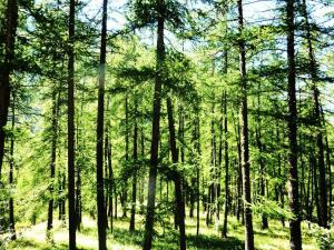 Résidence Les Flocons - STUDIO N°102 FLOCONS MAE-3674