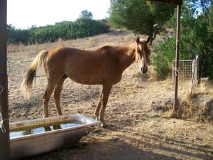 Agriturismo Farris Massimo img2