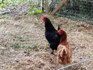 Maisons de vacances Gite au chateau : photos des chambres
