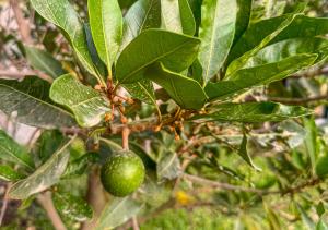 KUSI WASI CIENEGUILLA