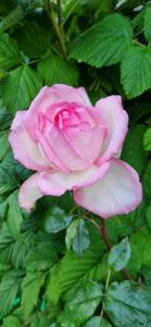 Casita No Me Olvides Ushuaia