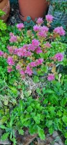 Casita No Me Olvides Ushuaia